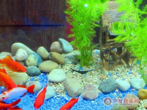 博宇水族加盟
